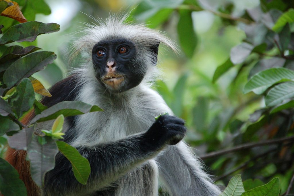 Explore the Unique Eco-adventure tour at Jozani Forest Park with Bluecity Tours Zanzibar