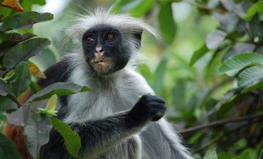 Explore the Unique Eco-adventure tour at Jozani Forest Park with Bluecity Tours Zanzibar